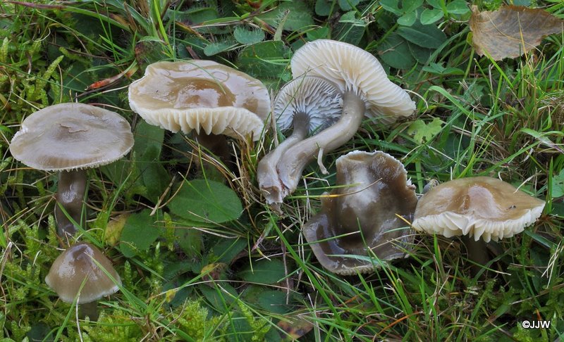 Hygrocybe unguinosa